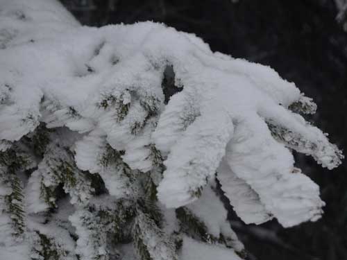 Foto Beteala naturala (c) Petru Goja